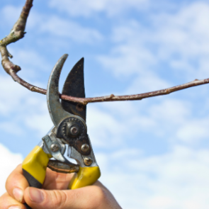 В конце марта в Ачинске начнётся весенняя обрезка деревьев