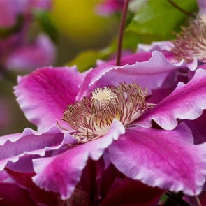 Клематис – посадка, уход, размножение, болезни