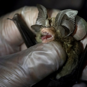 ВОЗ описала путь коронавируса от летучих мышей к людям