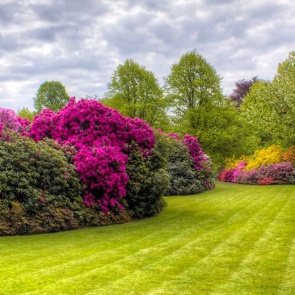 Многолетние кустарники для сада