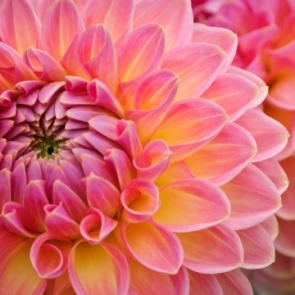 Георгины — посадка и уход