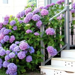 Что посадить рядом с гортензией: 6 лучших идей для потрясающего ландшафта