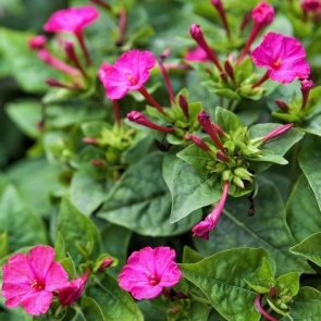 Кроме роз: 5 самых ароматных растений для сада