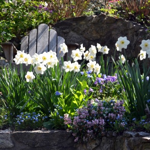 8 токсичных садовых растений (будьте с ними осторожны)