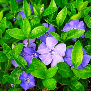 11 растений, которые вытеснят сорняки (дачникам на заметку)