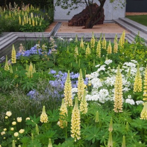 6 растений для сада, которые переживут редкие приезды (когда дача — по выходным)