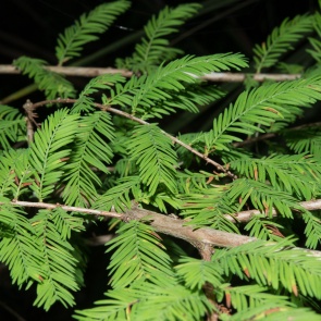 7 быстрорастущих деревьев для вашего участка