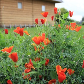 Что нельзя сажать на участке: 12 растений, запрещенных законом