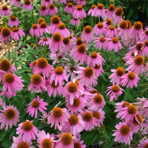 7 дачных растений, которые выдержат самое яркое солнце