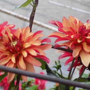 7 круглогодичных растений для открытых балконов