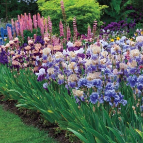 16 растений, которые еще можно посадить в августе на даче