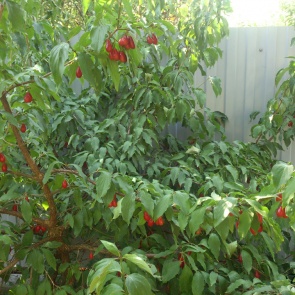 7 неприхотливых растений, которые дадут вкусный урожай