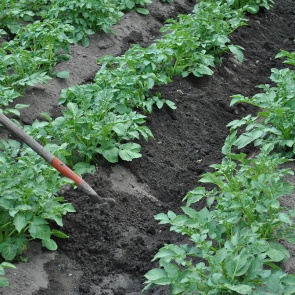 Как правильно окучивать картошку вручную и механизированным способом