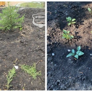 В Ачинске «зеленые» вандалы повадились в новый сквер 6 микрорайона