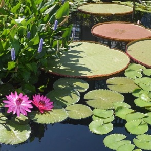 Не только кувшинки: 5 красивых растений для дачного прудика