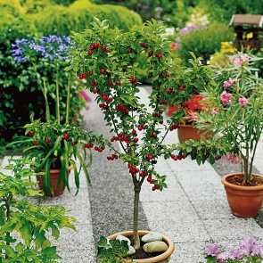 6 секретов выращивания деревьев в контейнерах (отлично для 2-3 соток!)