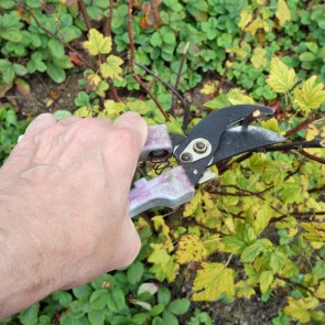 Как обрезать старый куст черной смородины, чтобы его омолодить