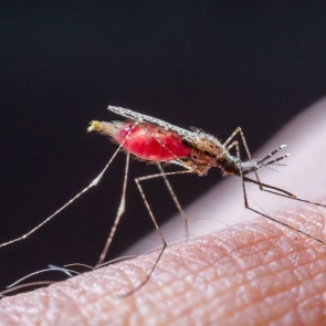 Турист из Танзании и командировочный из Судана привезли в Красноярский край болезнь из тропиков