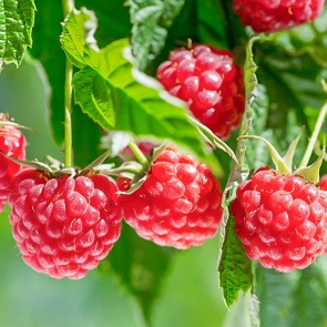 Как подготовить малину к зиме – секреты опытных садоводов