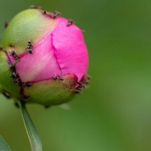 Как избавиться от муравьев на пионах: 5 эффективных способов