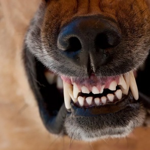 В Ачинском районе собака напала на ребенка