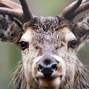 Ученые обнаружили антитела к омикрону у диких оленей