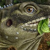 Гигантскую древнюю ящерицу назвали в честь Джима Моррисона