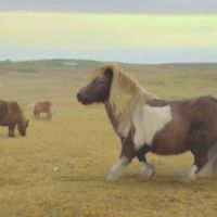 Танцующий пони пройдет тест на отцовство