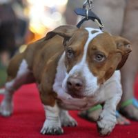 В Калифорнии выбрали самую уродливую собаку мира