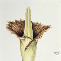 Нотки тухлого мяса