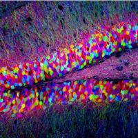 Мышам внедрили ложную память