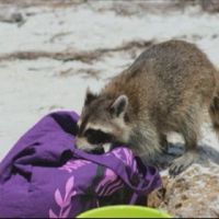 Енот ограбил американку на пляже