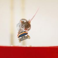 Австралиец научил мышей кататься на скейтбордах