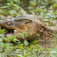 В Баварии объявили охоту на агрессивную черепаху